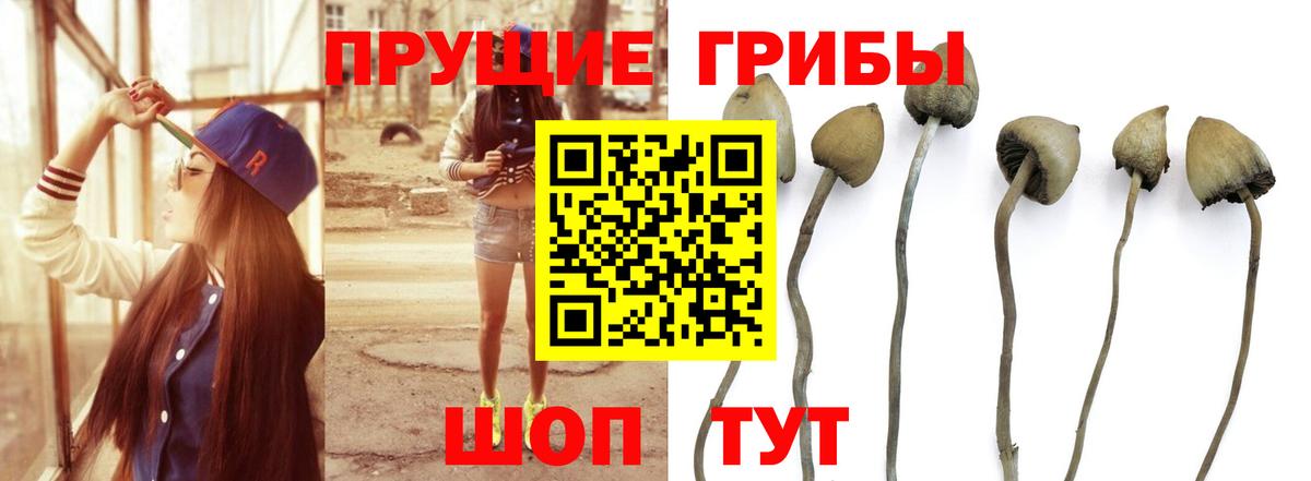 где продают наркотики  Псилоцибиновые грибы Cubensis  Вход с VPN  Дзержинск  Псилоцибиновые грибы Psilocybine cubensis 